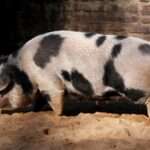 Bentheim Black Pied