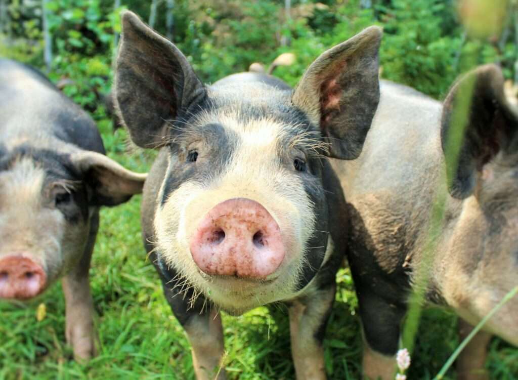 Berkshire-Pigs