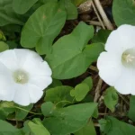 Bindweed.