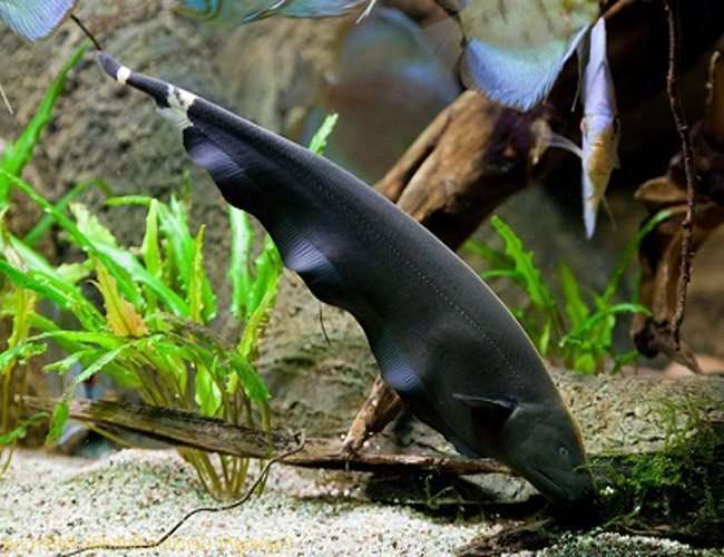 Black-Ghost-Knifefish