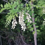 Black Locust Tree