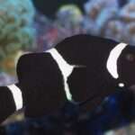 Black Ocellaris Clownfish.