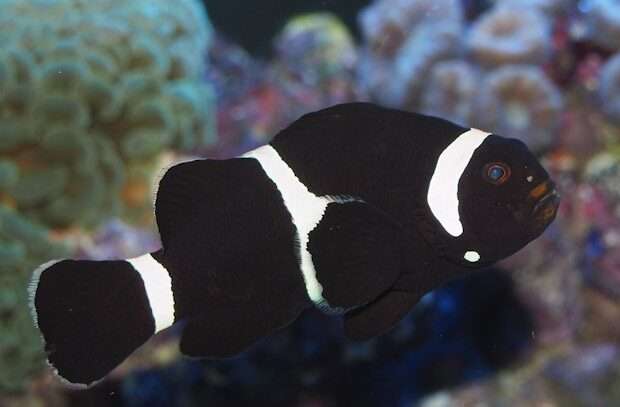 Black Ocellaris Clownfish.