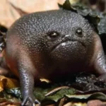 Black Rain Frog.