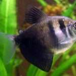 Black-Skirt-Tropical-Tetra