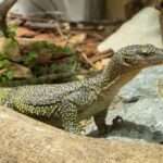 Black-backed mangrove monitor