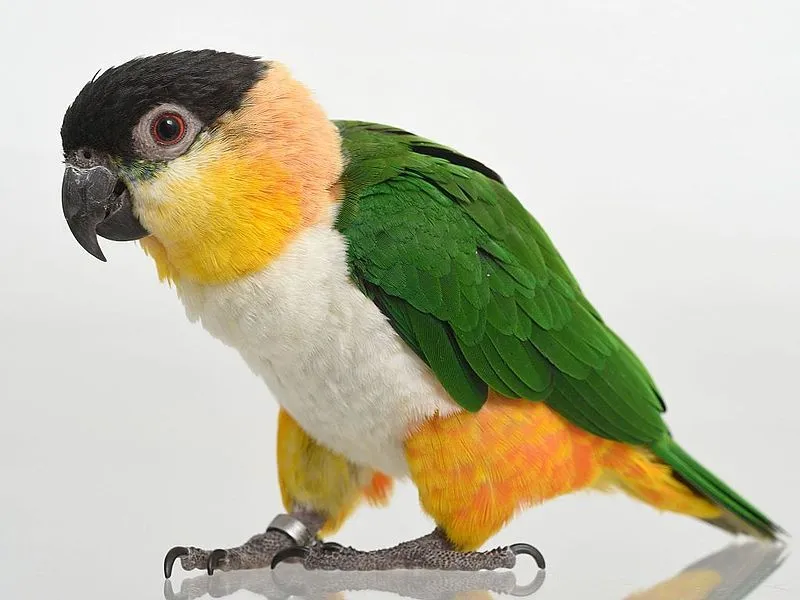 Black-headed Caique.