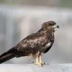 Black kite