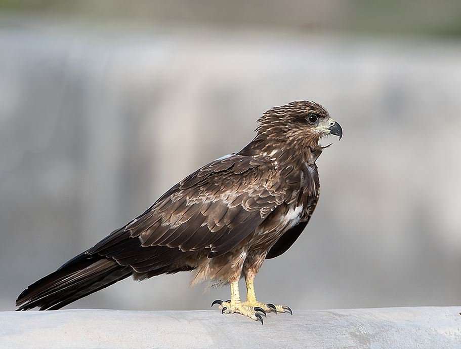 Black kite