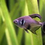 Black phantom tetra