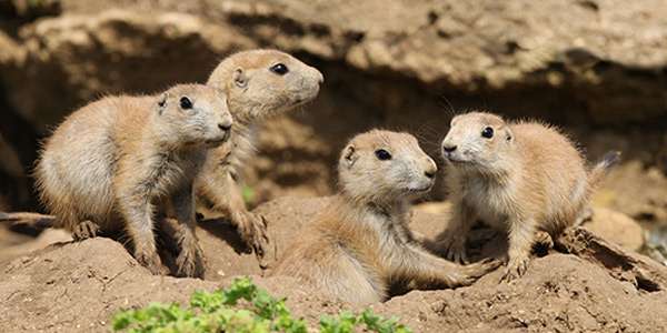 Black-tailed Prairie dogs.