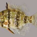 Blackbanded sunfish