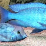 Blue-Dolphin-Cichlid