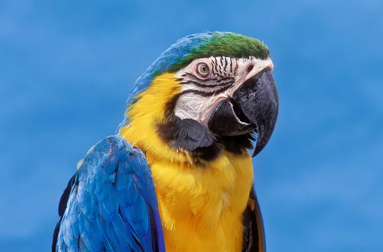 Blue and yellow macaw