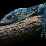 Blue-spotted-tree monitor