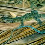 Blue-tailed monitor Lizard