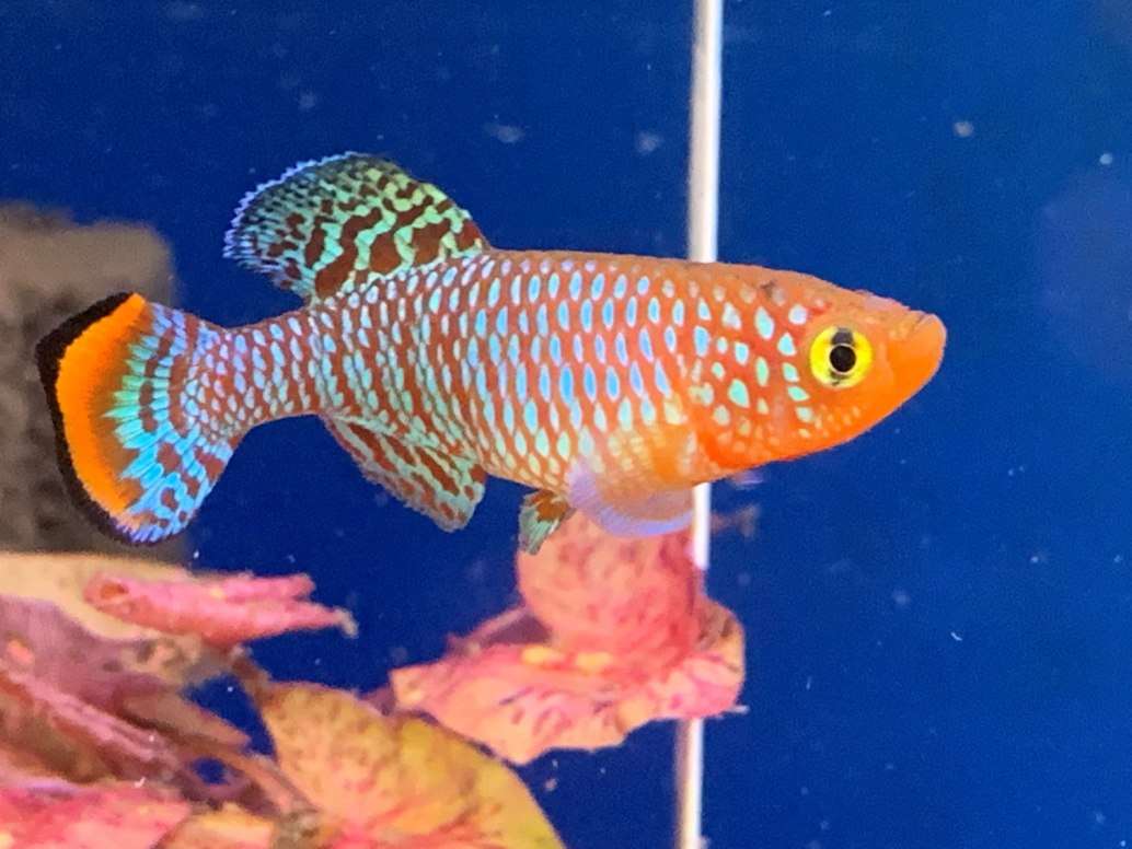 Bluefin Notho fish