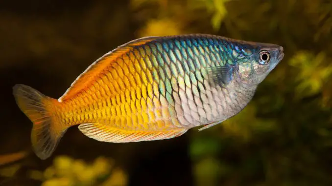 Boesemani Rainbow fish