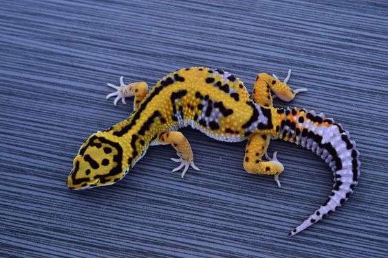 Bold Leopard Gecko