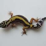 Bold Stripe Leopard Gecko