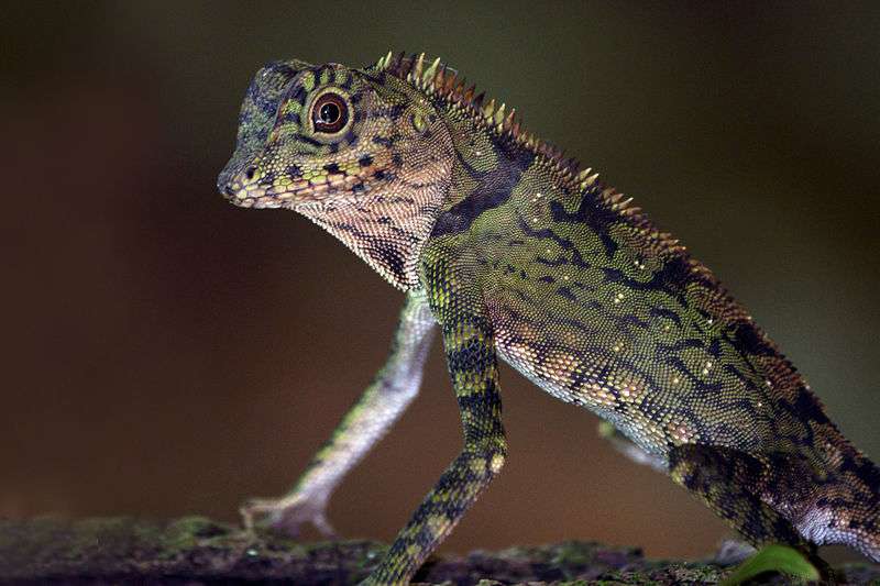 Borneo Angle head Lizard