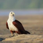 Brahminy kite