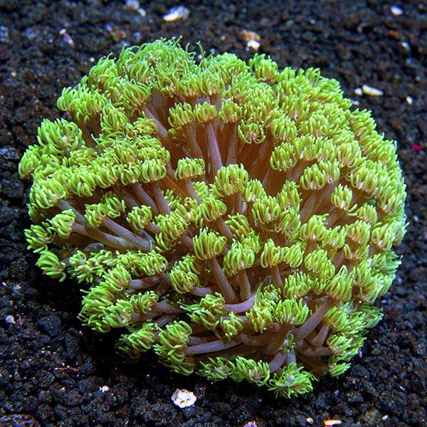 Branching-Flowerpot Coral