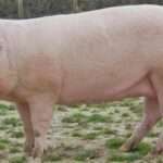 British Landrace Pig