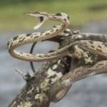Brow- Vine snake