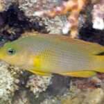 Brown Dottyback.