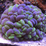 Bubble Coral