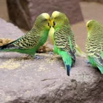 Budgerigar (Parakeet)