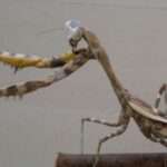 Budwing Mantis
