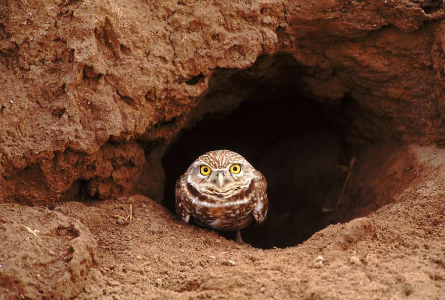 Burrowing owl.