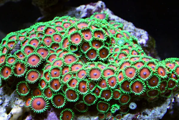 Button Coral