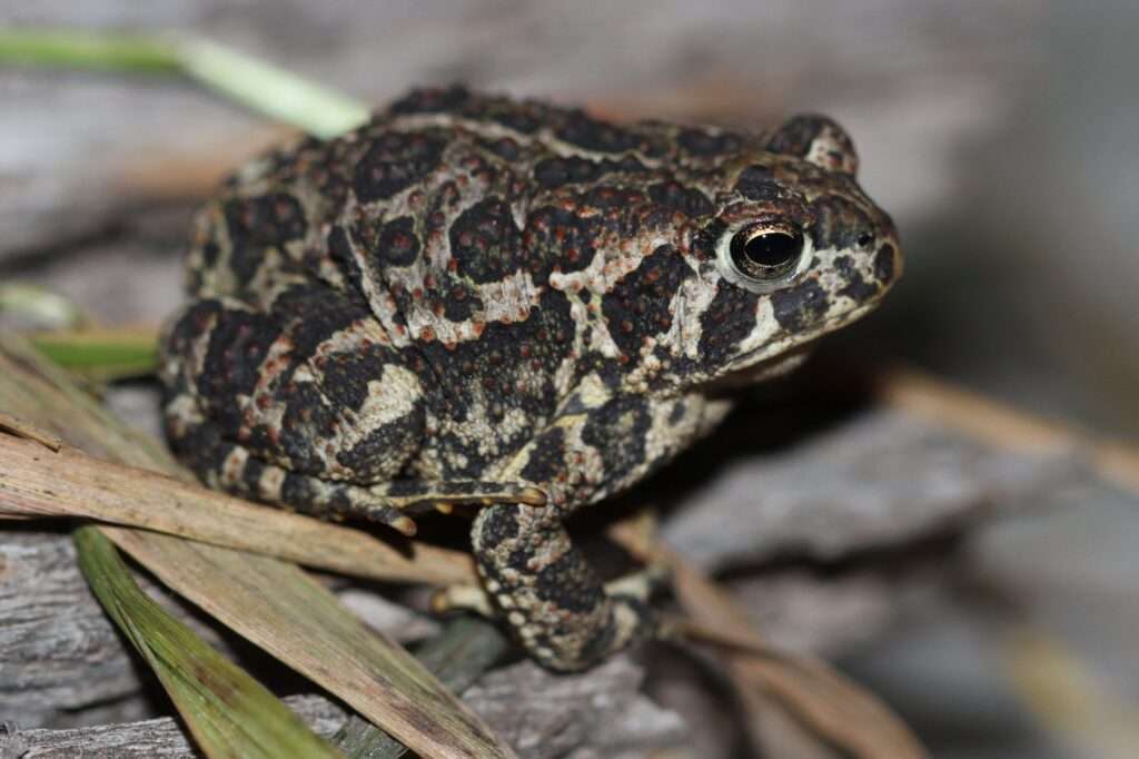 Canadian Toad.