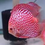 Checkerboard Discus fish