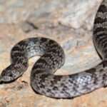 Chihuahuan hook nosed snake