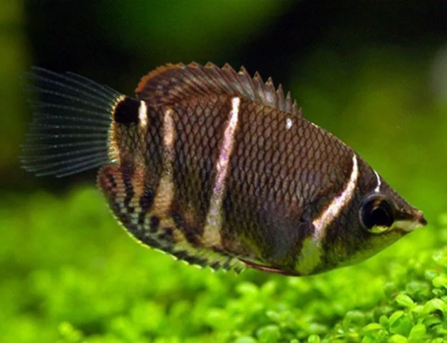 Chocolate-Gourami-Fish