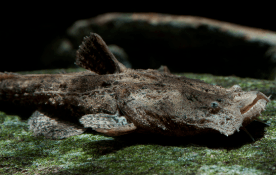 Chocolate frogmouth catfish