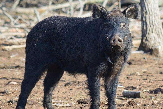 Choctaw-Hog