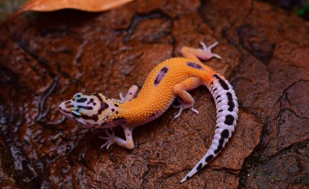 Cipher Leopard Gecko