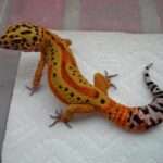 Clown Leopard Gecko