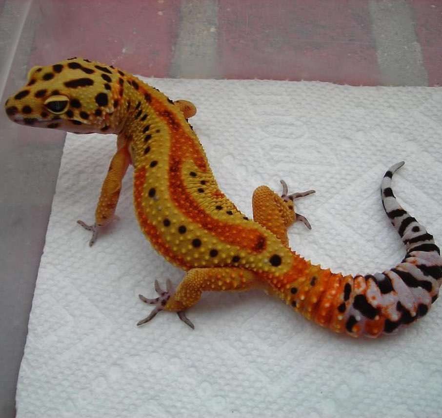 Clown Leopard Gecko