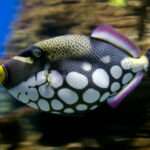 Clown Triggerfish