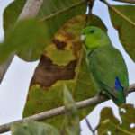 Cobalt-rumped parrotlet.