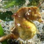 Coleman's Pygmy Seahorse