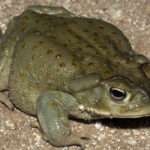 Colorado River Toad.