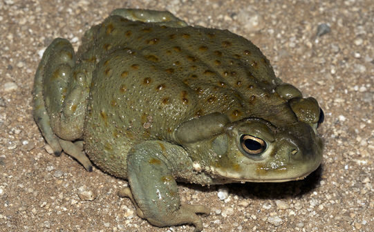 Colorado River Toad.