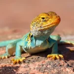 Common Collared Lizard